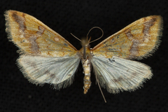 Choristostigma plumbosignalis
