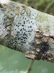 Caliciaceae