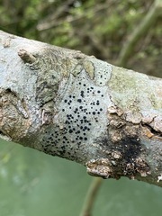Caliciaceae