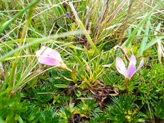 Gentianella cerastioides