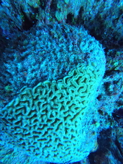 Colpophyllia natans