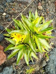 Hypochaeris sessiliflora