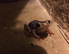 Hyperolius viridiflavus pantherinus