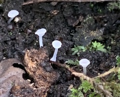 Mycena tenerrima
