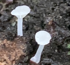 Mycena tenerrima