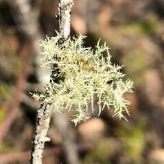 Usnea inermis