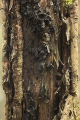 Biscogniauxia repanda