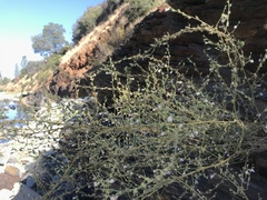 Sairocarpus vexillocalyculatus intermedius