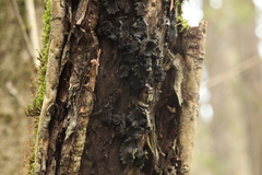 Biscogniauxia repanda