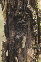 Biscogniauxia repanda