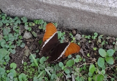 Siproeta epaphus epaphus