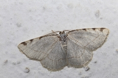 Stegania trimaculata