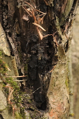 Biscogniauxia repanda