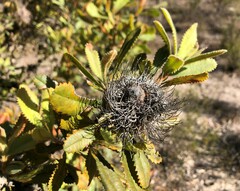 Banksia ornata