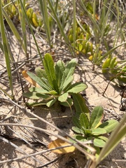 Sonchus megalocarpus