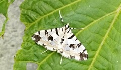 Conchylodes salamisalis