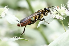 Sphex habenus