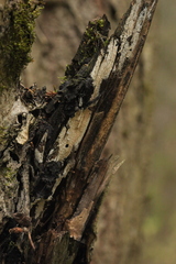 Biscogniauxia repanda