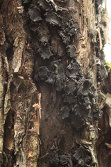 Biscogniauxia repanda