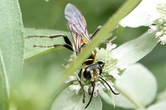 Sphex habenus