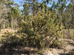 Banksia ornata