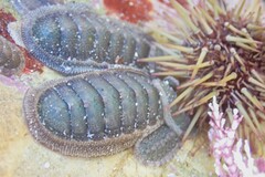 Ischnochiton australis