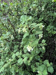 Ribes indecorum
