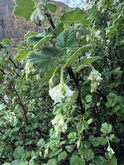 Ribes indecorum