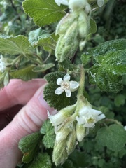 Ribes indecorum