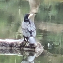 Phalacrocorax carbo hanedae