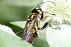 Sphex habenus