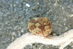 Eurytrochus strangei