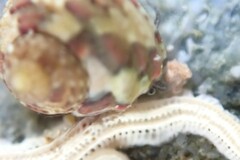 Eurytrochus strangei