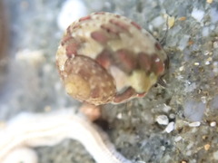 Eurytrochus strangei