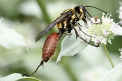 Sphex habenus