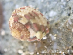 Eurytrochus strangei