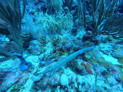 Syngnathoidei