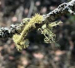 Usnea scabrida