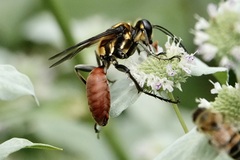 Sphex habenus