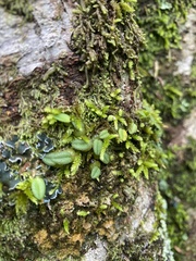 Bulbophyllum pygmaeum