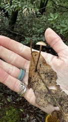 Mycetinis copelandii