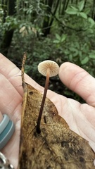 Mycetinis copelandii