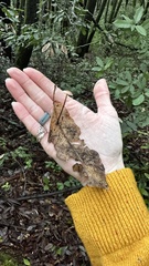 Mycetinis copelandii