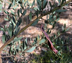 Acacia brachybotrya