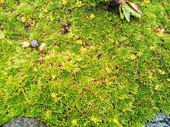 Azorella