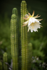 Trichocereus macrogonus