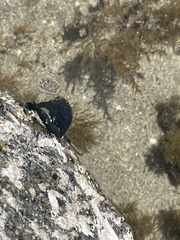Nerita atramentosa