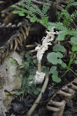 Cordyceps sinclairii
