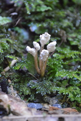 Cordyceps sinclairii