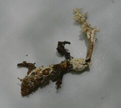 Cordyceps sinclairii